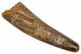 Fossil Spinosaurus Tooth - Real Dinosaur Tooth #345436-1